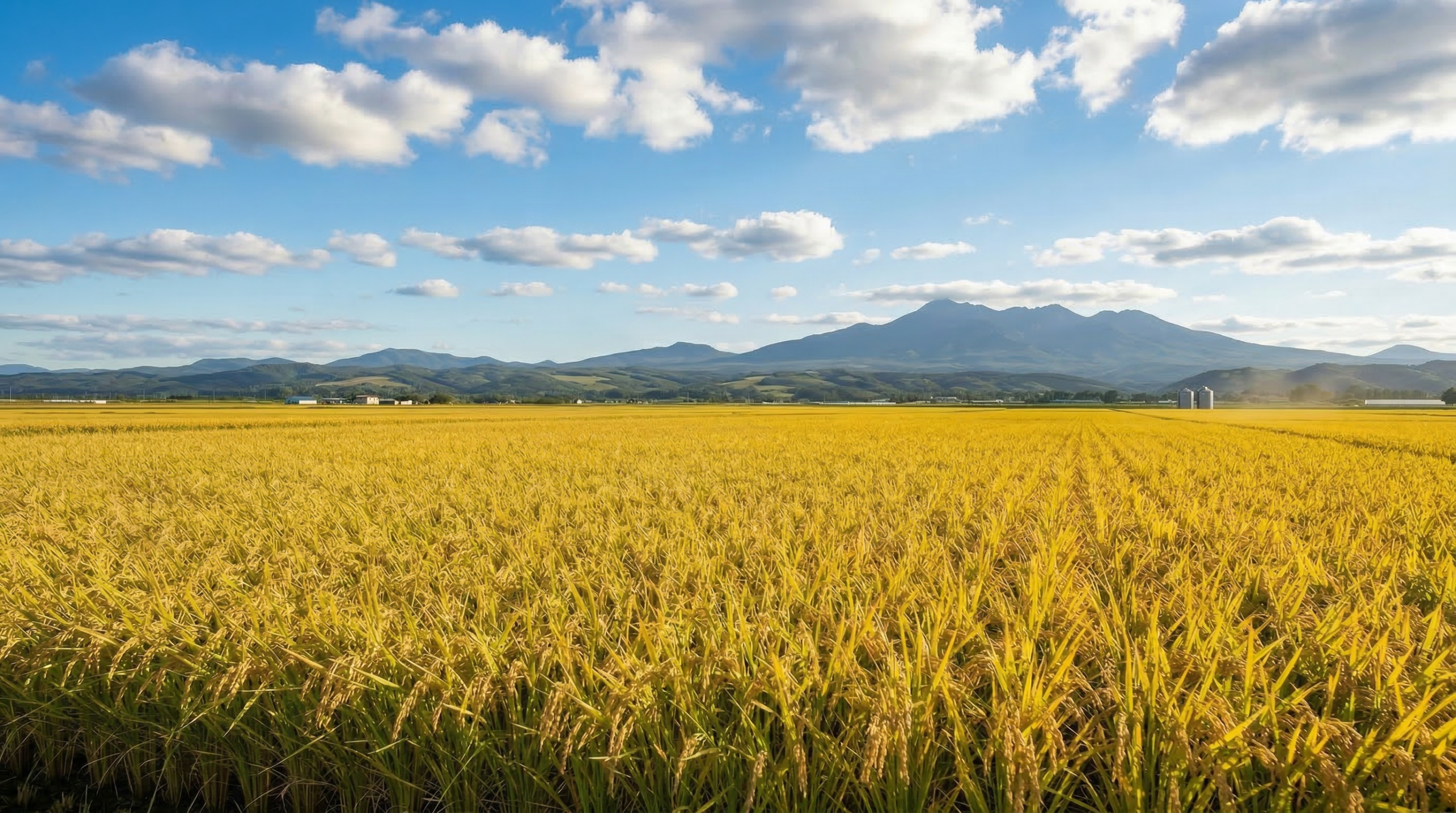 北海道の広大な稲作風景。黄金色に実った稲穂が一面に広がり、遠景には丘陵と農家が見える収穫期の田園風景。